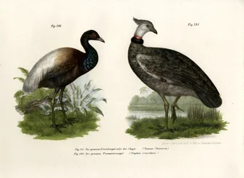 チャジャ鳥、1864